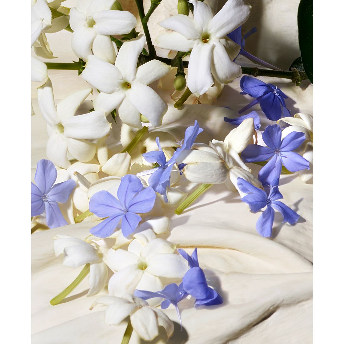 Dolce&Gabbana Dolce Blue Jasmine Eau de Parfum, 2.5 oz.